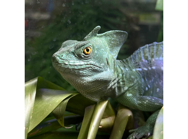 Василиск шлемоносный самец XL